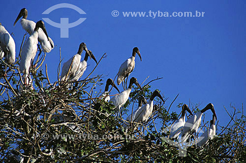  (Mycteria americana) American Wood storks 