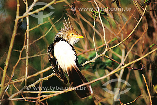  (Guira guira) Guira Cuckoo - south of Brazil 