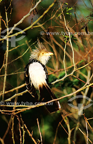  (Guira guira) Guira Cuckoo - south of Brazil 