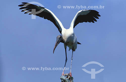  (Mycteria americana) American Wood-Stork - Marajo Island - Para state - Brazil 