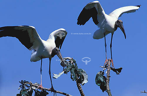  (Mycteria americana) American Wood storks - Marajo Island - Para state - Brazil 