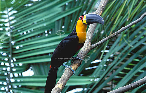  (Ramphastos vitellinus ariel) channel-billed Toucan - Atlantic Rainforest - Brazil 