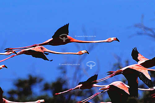 (Phoenicopterus ruber) Greater flamingo flying - Amapa state - Brazil 