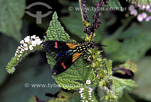  (Lepidoptera fam.Ctenuchidae) Handmaidens - moths and butterflies - Brazil 