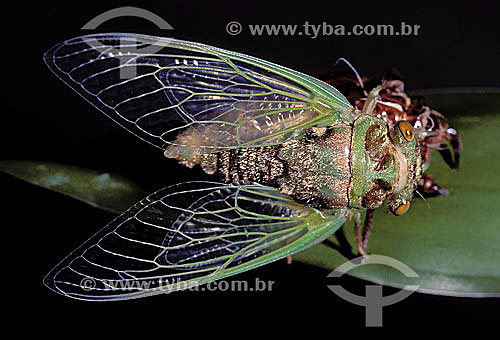 (Homoptera: Fam. Cicadidae) - Wasp leaving cocoon (larval skin) - Cicadas, locusts - Brazil 