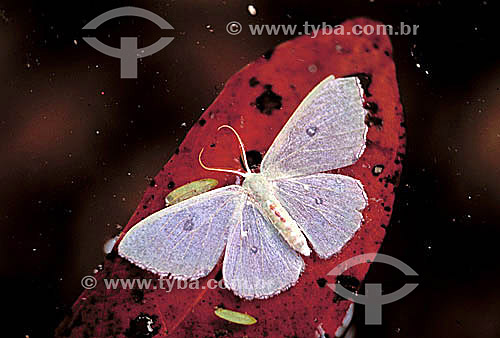  Butterfly - Brazil 