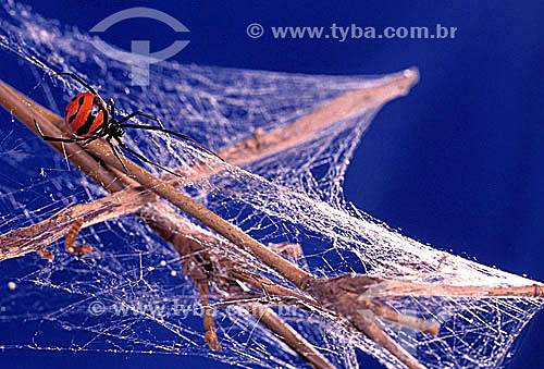  Spider weaving web 