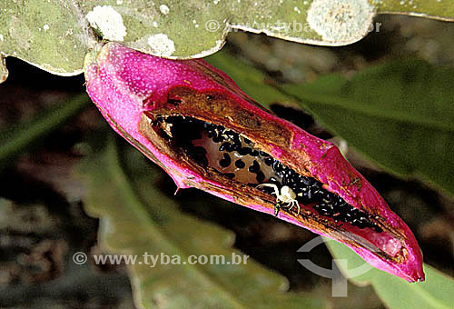  Spider with prey in a cactus fruit 