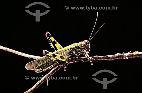  (Rhammatocerus acrididae) - grasshopper 