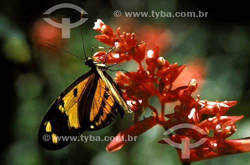  Butterfly on the flower - Atlantic Forest - Brazil 