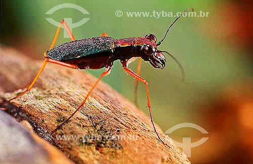  Insect - Cicindelinae - Beetle 