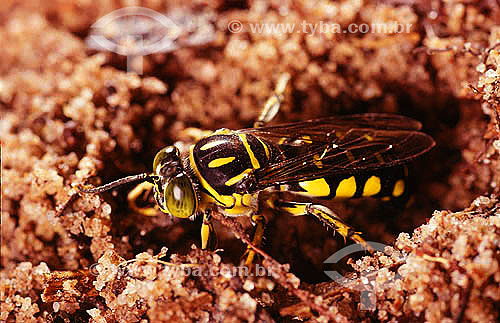  Insect -  Bicyrtes sp - Wasp 