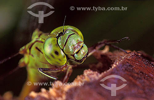  Insect close-up 