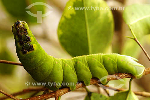  Insect - Caterpillar 
