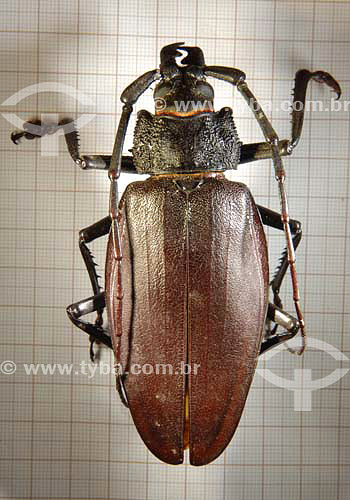  CERAMBYCIDAE - Beetle - Cerrado ecosystem - Tocantins state - Brazil 
