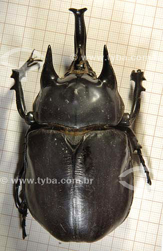  Scarabaeidae - Beetle - Cerrado ecosystem - Brazil 