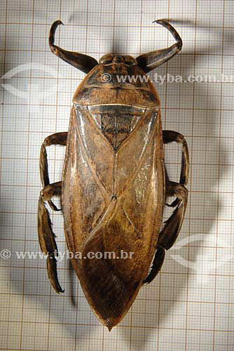  Belastoma sp - Giant water bug - Cerrado ecosystem - Tocantins state - Brazil 