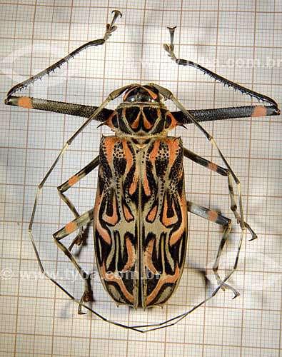  CERAMBYCIDAE (Acrocinus Longimanus) Harlequin beetle -  Cerrado ecosystem - Tocantins state - Brazil  