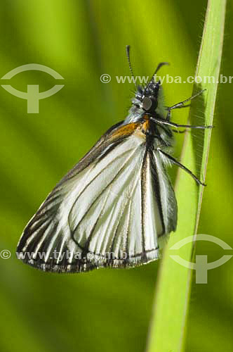 Butterfly - Jureia-Itatins Ecological Station - Atlantic Rainforest - Sao Paulo state - Brazil 