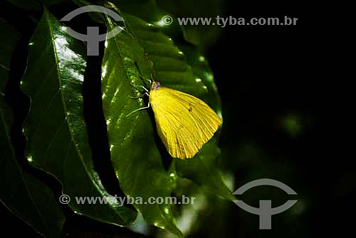  Yellow butterfly 