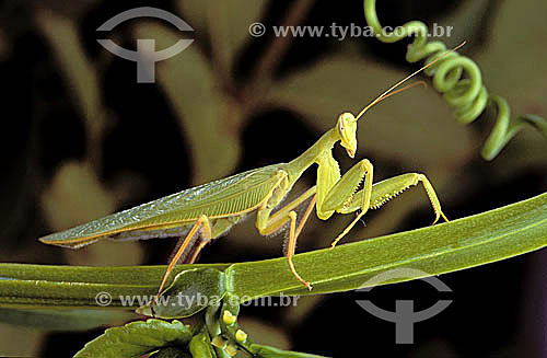  Praying mantis 