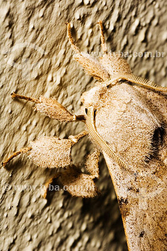  Moth on wall 