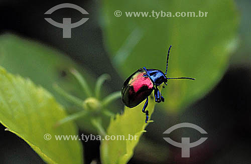  (Eumolpus sp or Coleoptero or Chrysomelidae ) - beetle - Brazil 