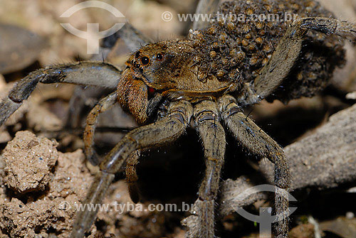  Spider carrying nestlings on its back - Brazil - 2007 