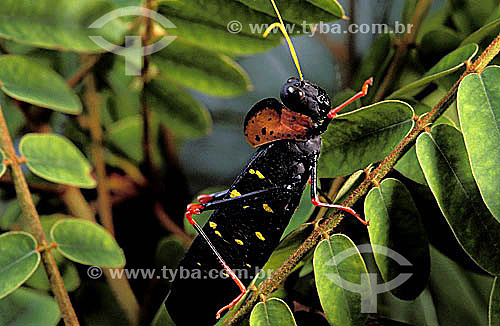  (Acrididae)  Grasshoper 
