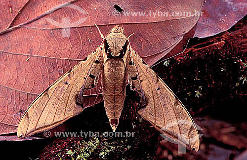  (Dirphia monticola) - Moth 