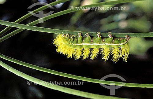  (Saturnidae) - Caterpillar 