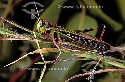  (Rhammatocerus acrididae) - grasshopper 