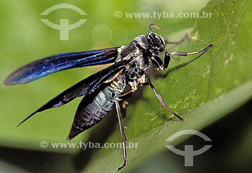  (Ctenuchidae Moth) - master of disguise that mimics wasps 