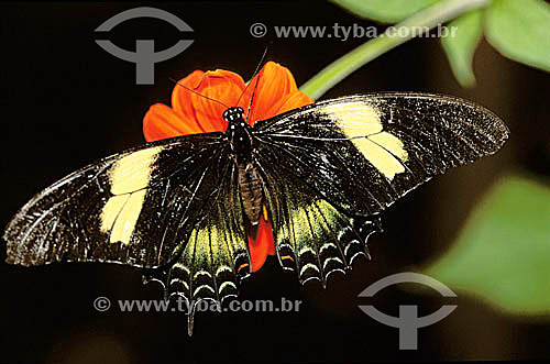  (Heraclides Androgeus) Butterfly 