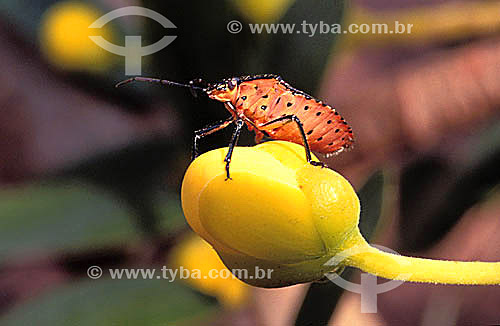  Hemipterous Pentatomidae 