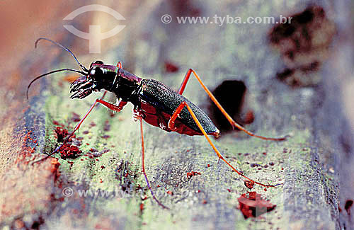  (Cicindelidae) Beetle - Brazil 