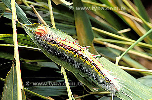  (Aega butterfhy) Caterpillar of Morpho 