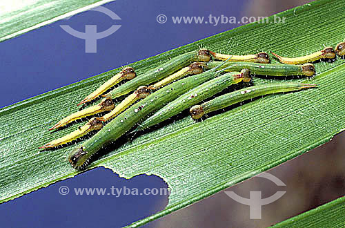  (Caligo martia) - Caterpillar of butterfly - Brazil 