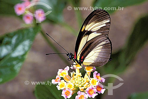  (Heliconius nattereri) - buttefly 