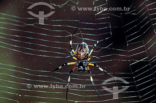  Spider on web 