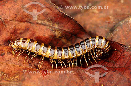  (Diplopoda) - centipede - Brazil 