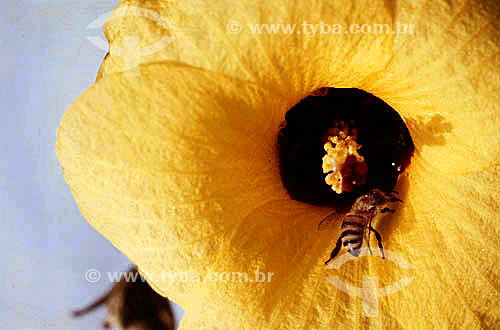  Bee on flower 