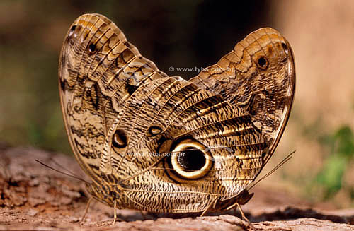  Moth - Atlantic Rain Forest - Brazil 