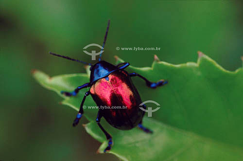  (Eumolpus sp or Coleoptero or Chrysomelidae ) - beetle - Brazil 