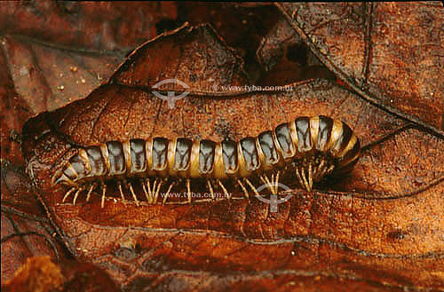  (Diplopoda) - Diplopod - Brazil 