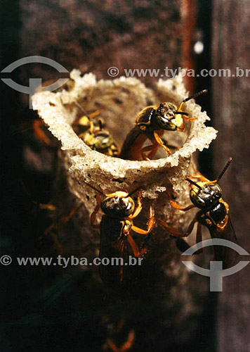  Wasp on nest 