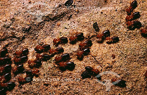  (Syntermes) Termites 