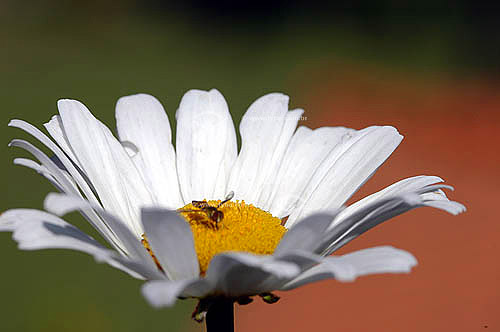  Bee on a daisy flower 