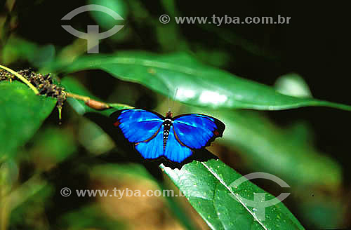  (Myscelia orsis) - Butterfly (male) basking in the sun - Atlantic Rainforest - Pernambuco state - Northeastern Brazil 