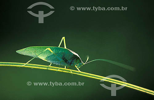  (Tettigoniidae) Katydid - 